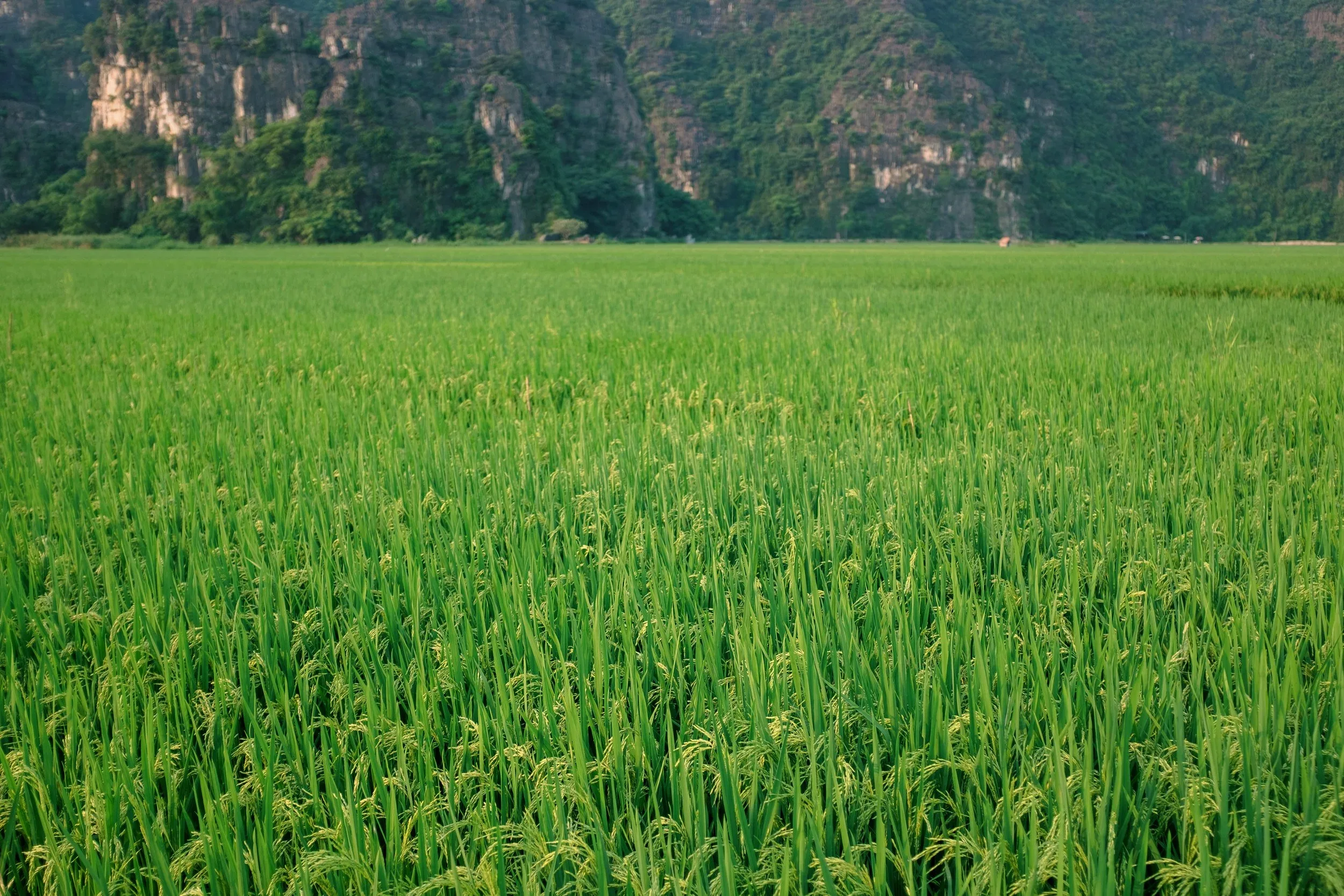 Mia & Felipe, Pre-wedding Session in Ninh Bình — Pham Si Luan Photography (25)