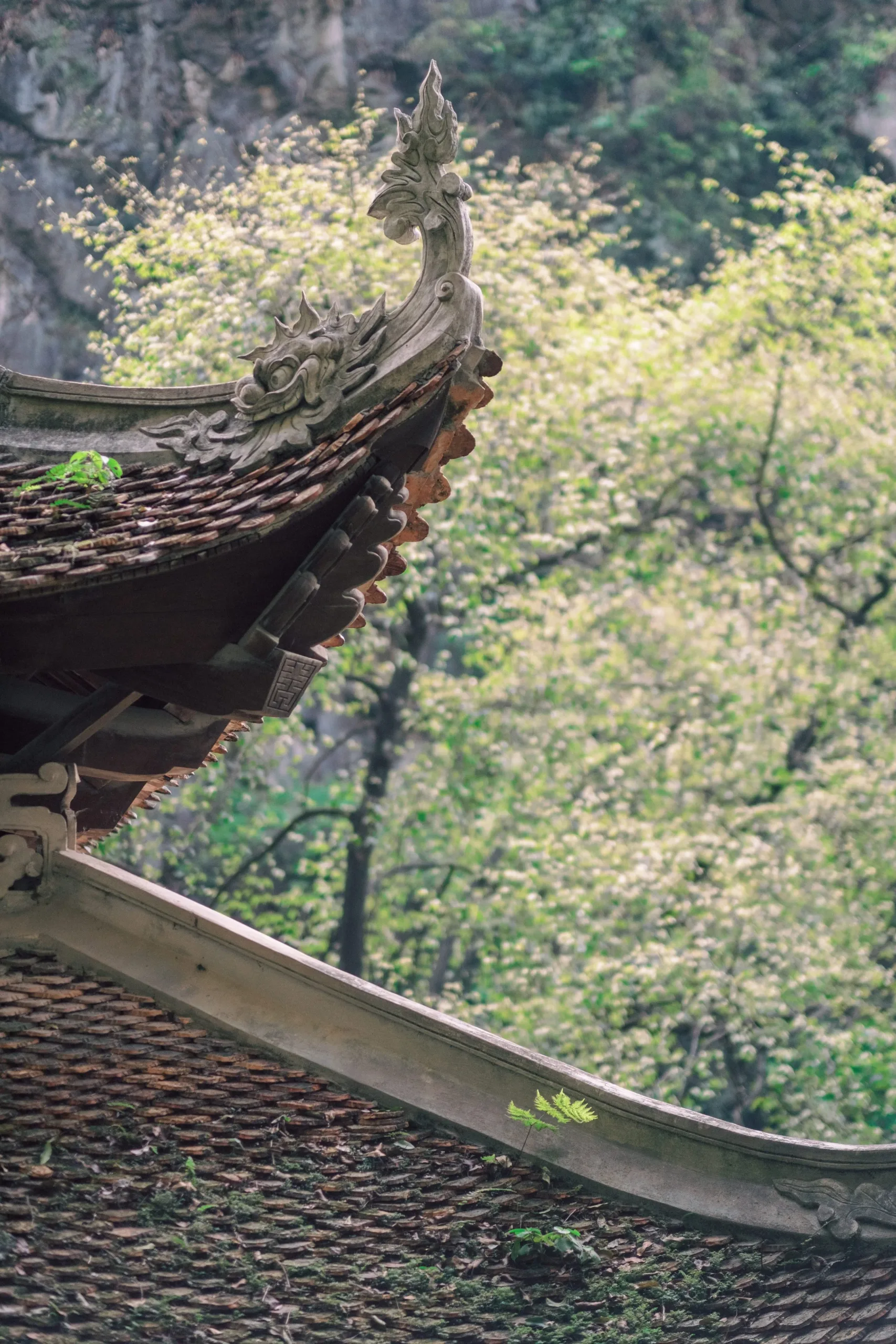 Mia & Felipe, Pre-wedding Session in Ninh Bình — Pham Si Luan Photography (59)
