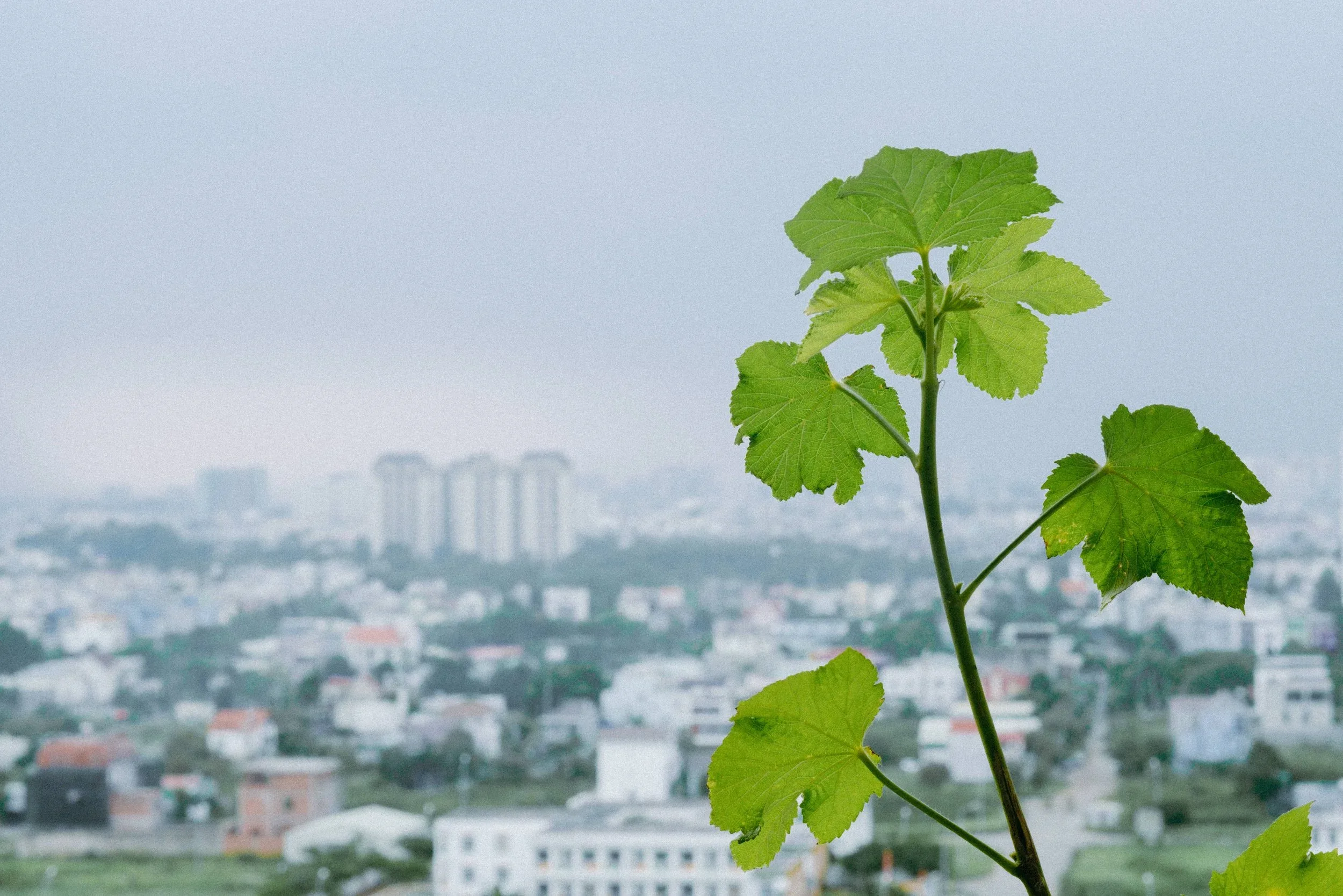 Thảo & Lâm, Pre-wedding Session at Home in Sài Gòn — Pham Si Luan Photography (68)