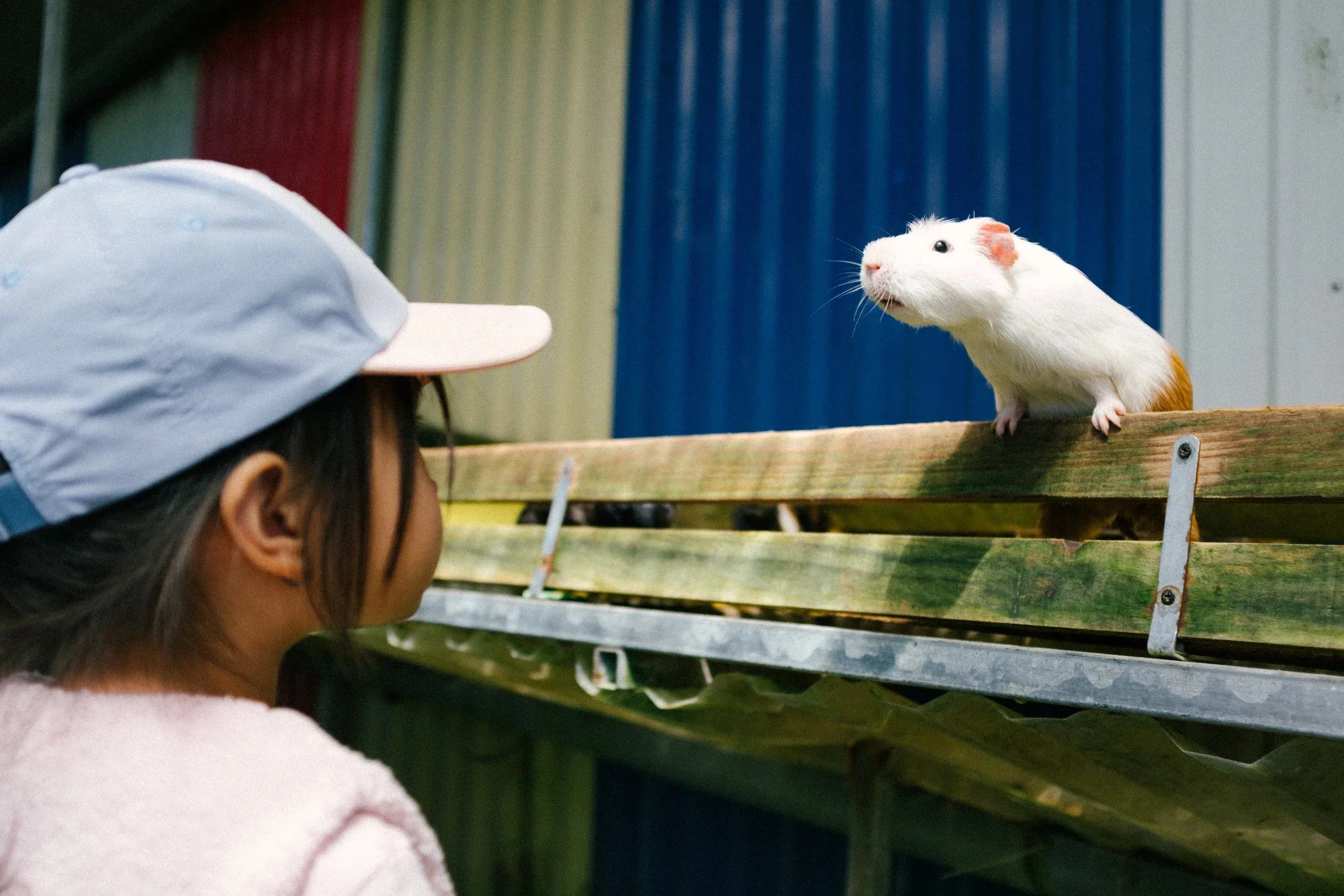Gặp Nhau Mỗi Đông 2024 — Pham Si Luan Photography (31)