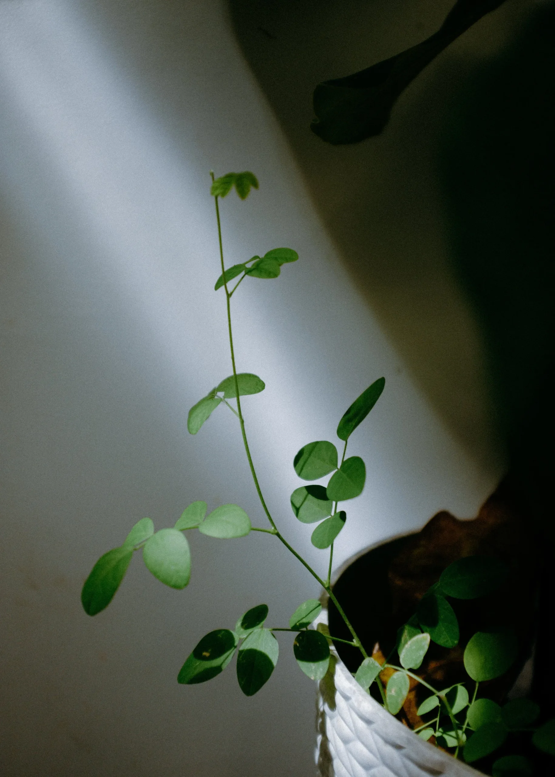 Gặp Nhau Mỗi Hè 2024 — Pham Si Luan Photography (72)