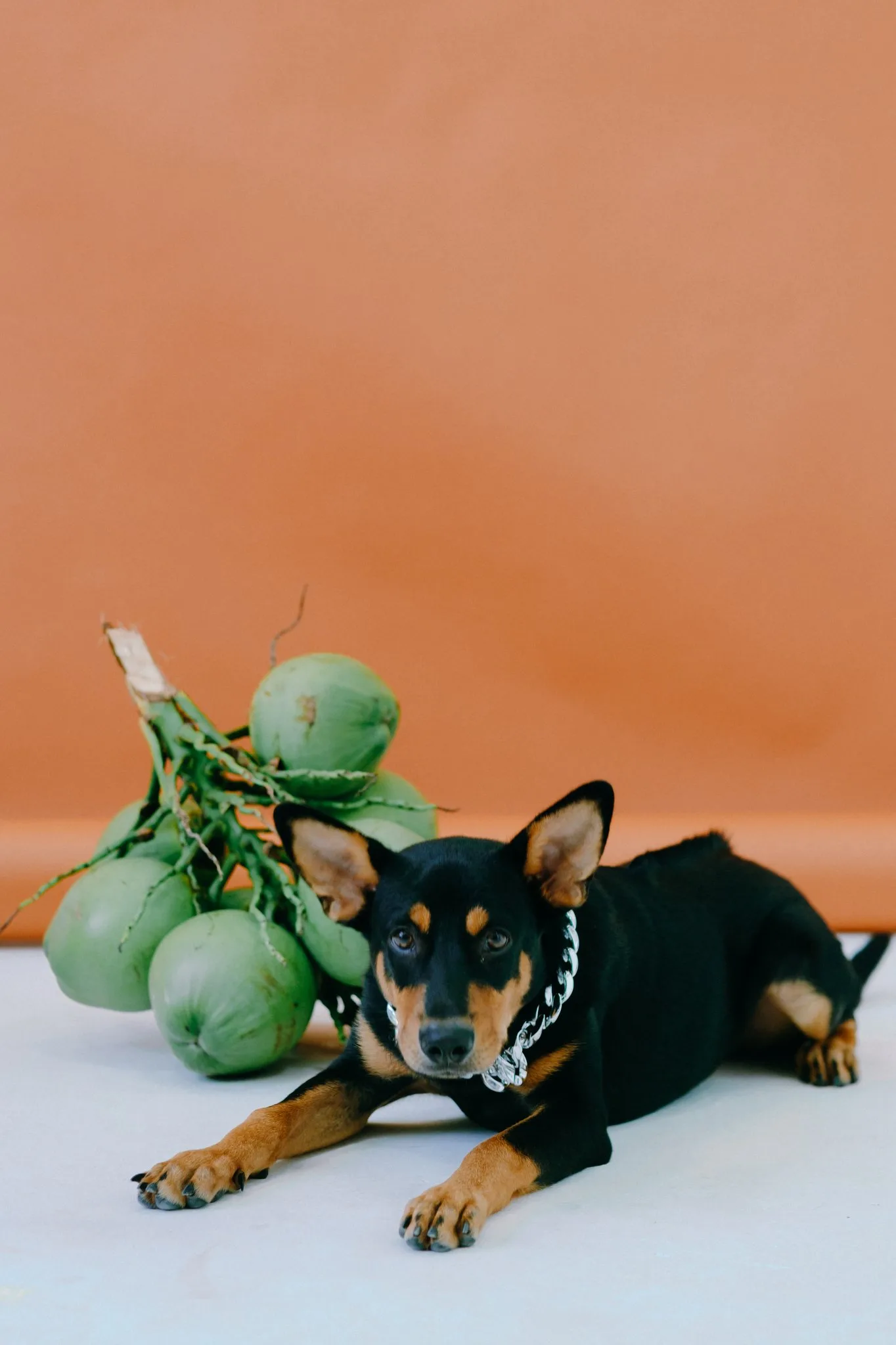Ngày nhà mình mập khoẻ đẹp — Pham Si Luan Photography (6)