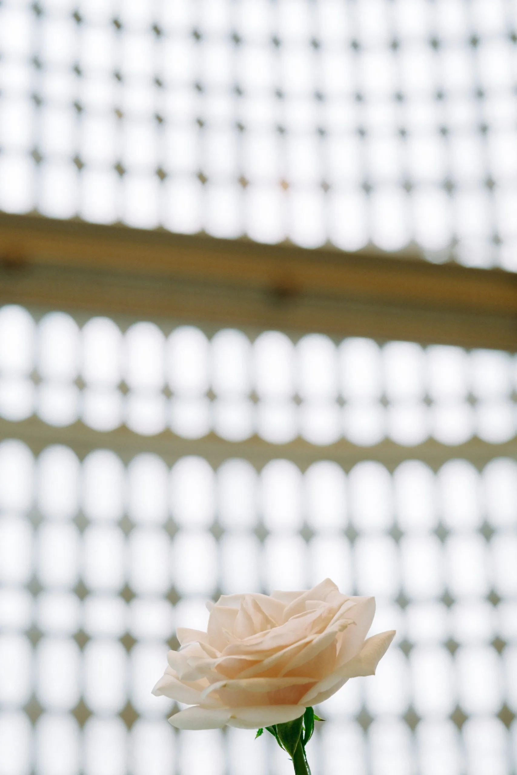 Linh & Tân, Wedding Ceremony in Sài Gòn — Pham Si Luan Photography (4)